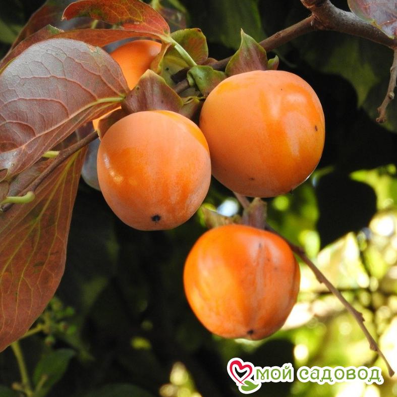 Хурма Хиакуме Королёк