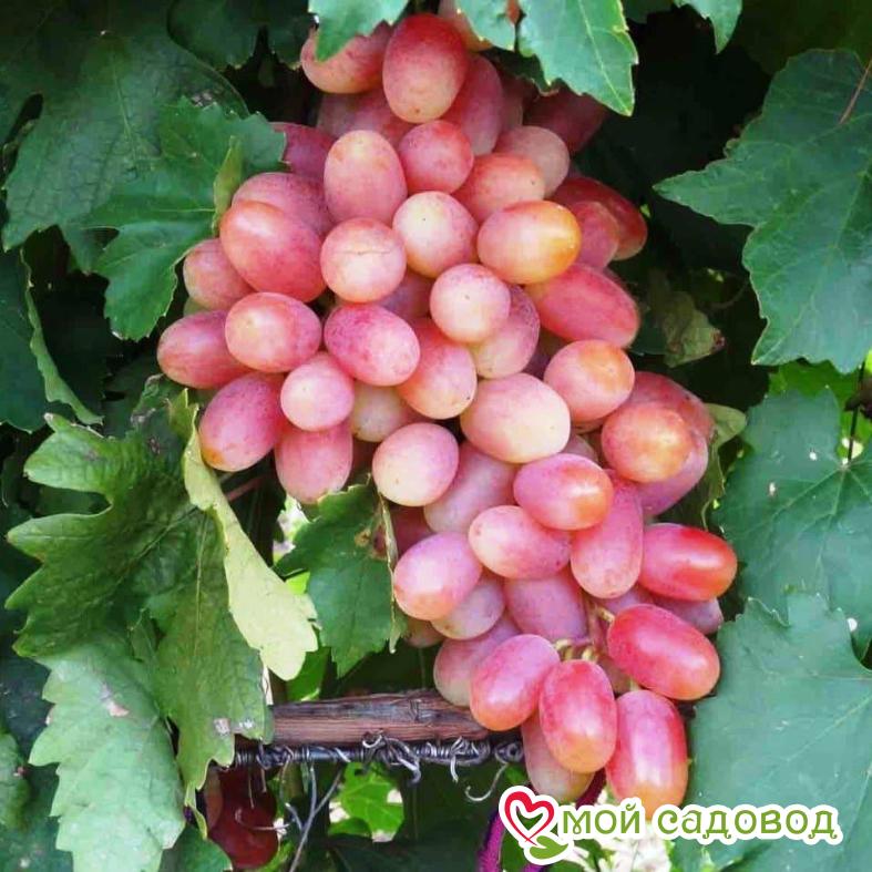 Виноград Розовая дымка