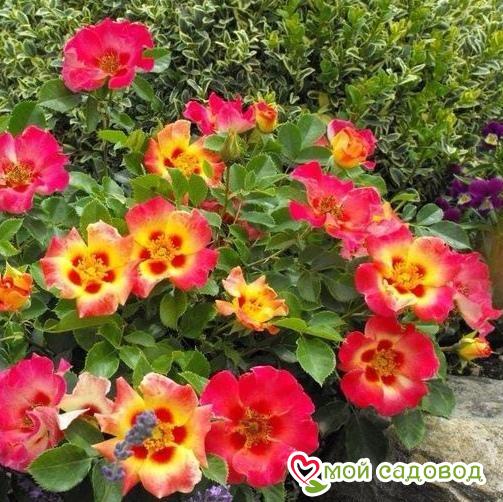 Роза флорибунда Саншайн Бэбилон Айз